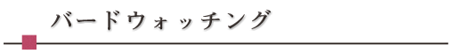 バードウォッチング